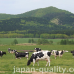 日本の牛の代表、ホルスタインの白黒模様にはルールがある【斑紋（はんもん）の決まり】