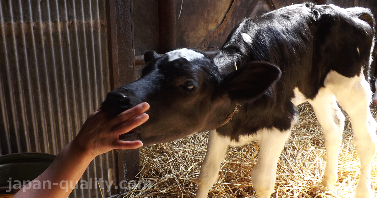【知ってる？】生まれた仔牛が、母牛に最初にしてもらうこと。最初にもらうもの。