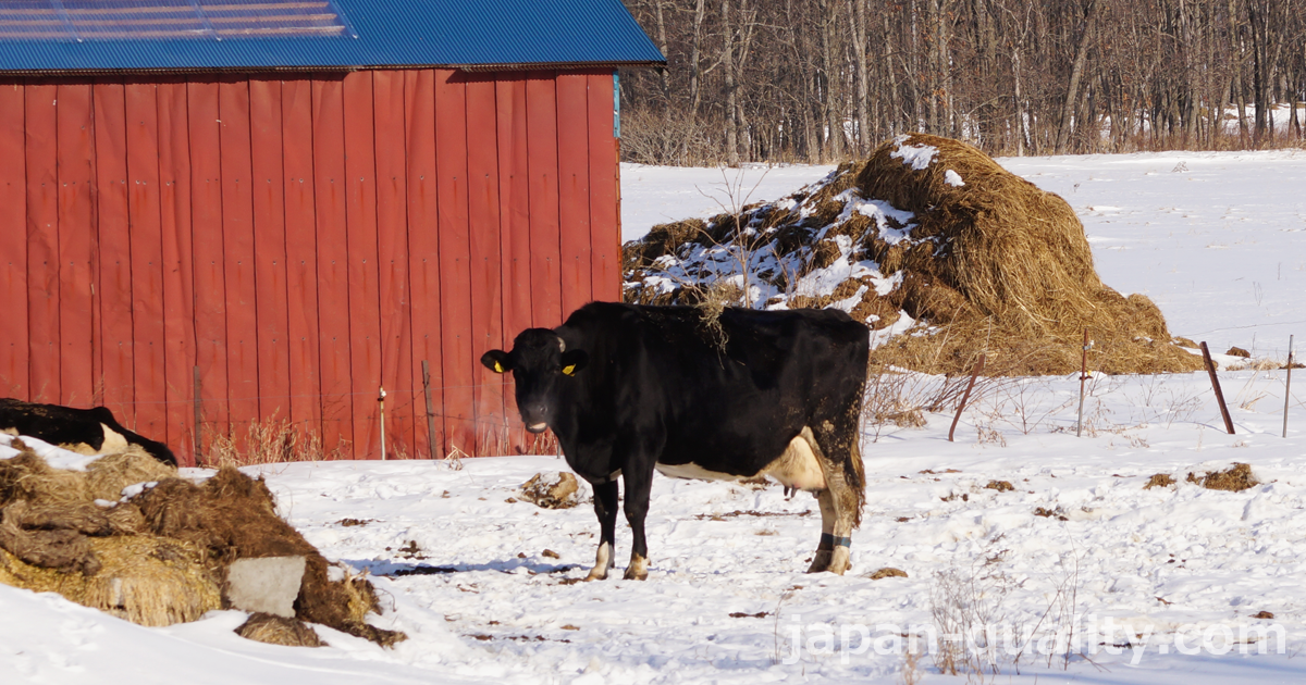 【知らなかった】冬は牛さんも風邪を引きやすい。予防のために酪農家はどんな工夫を？