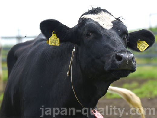 牛さんが両耳につけている黄色いタグは【耳標（じひょう）】 | Japan Quality 産地から食卓まで、酪農と乳製品を応援
