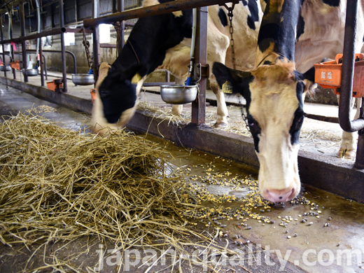牛に必要な栄養量を計算し、飼料をプランニングする専門家もいる【飼料設計者】