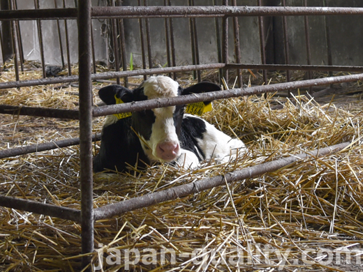 牛の【初（しょにゅう）】とは分娩後5日以内に出す乳のこと。免疫物質や栄養をたっぷり含んでいる