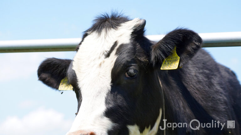 除角（じょかく）｜ 角を切る儀式は、子牛も酪農家もつらいのです