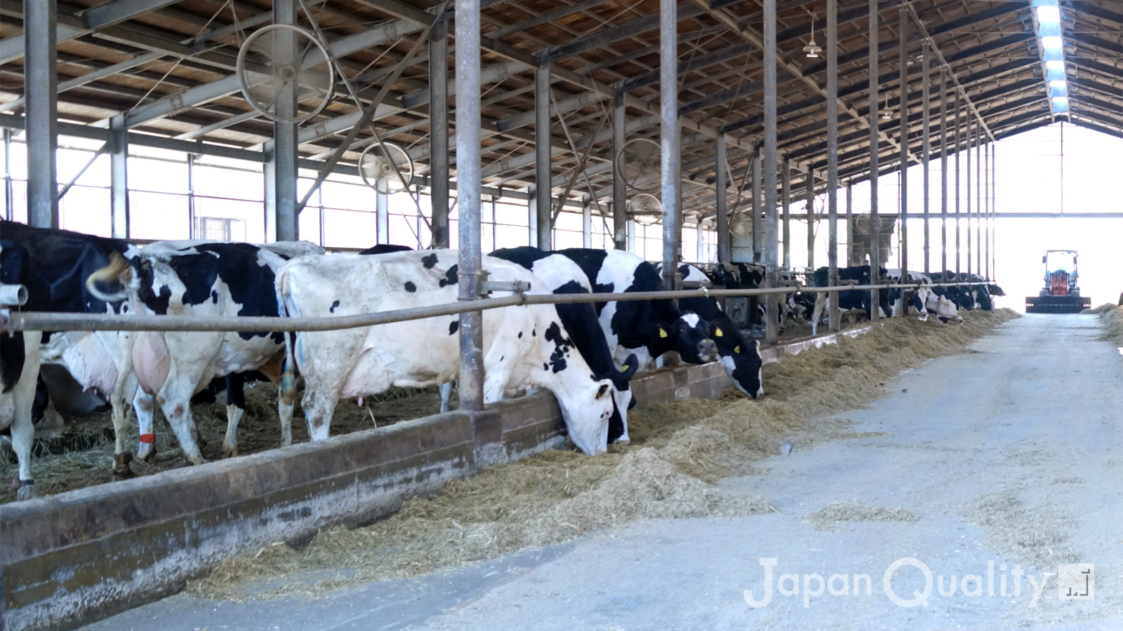 「フリーストール牛舎（ぎゅうしゃ）｜ 柵に固定されない共同生活スタイル、でもベッドは個別式」のアイキャッチ画像