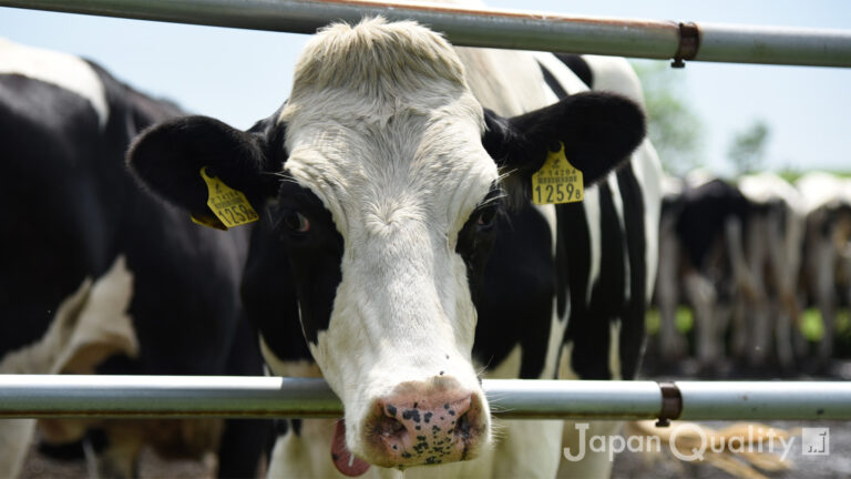 旋毛（せんもう）｜ 牛さんのつむじは見つけやすくて、個体識別にも役立つらしい