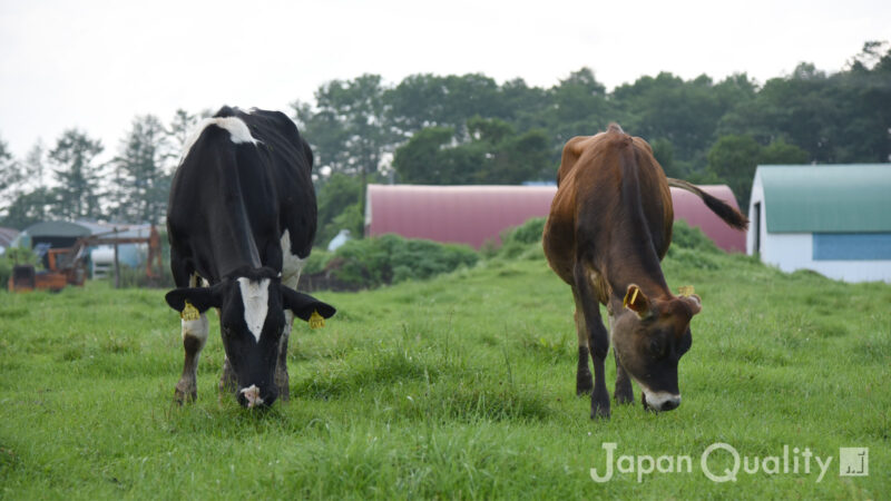 乳用牛の種類（にゅうようぎゅうのしゅるい）｜ 日本の99％はホルスタイン種だけど、少数派もいるよ