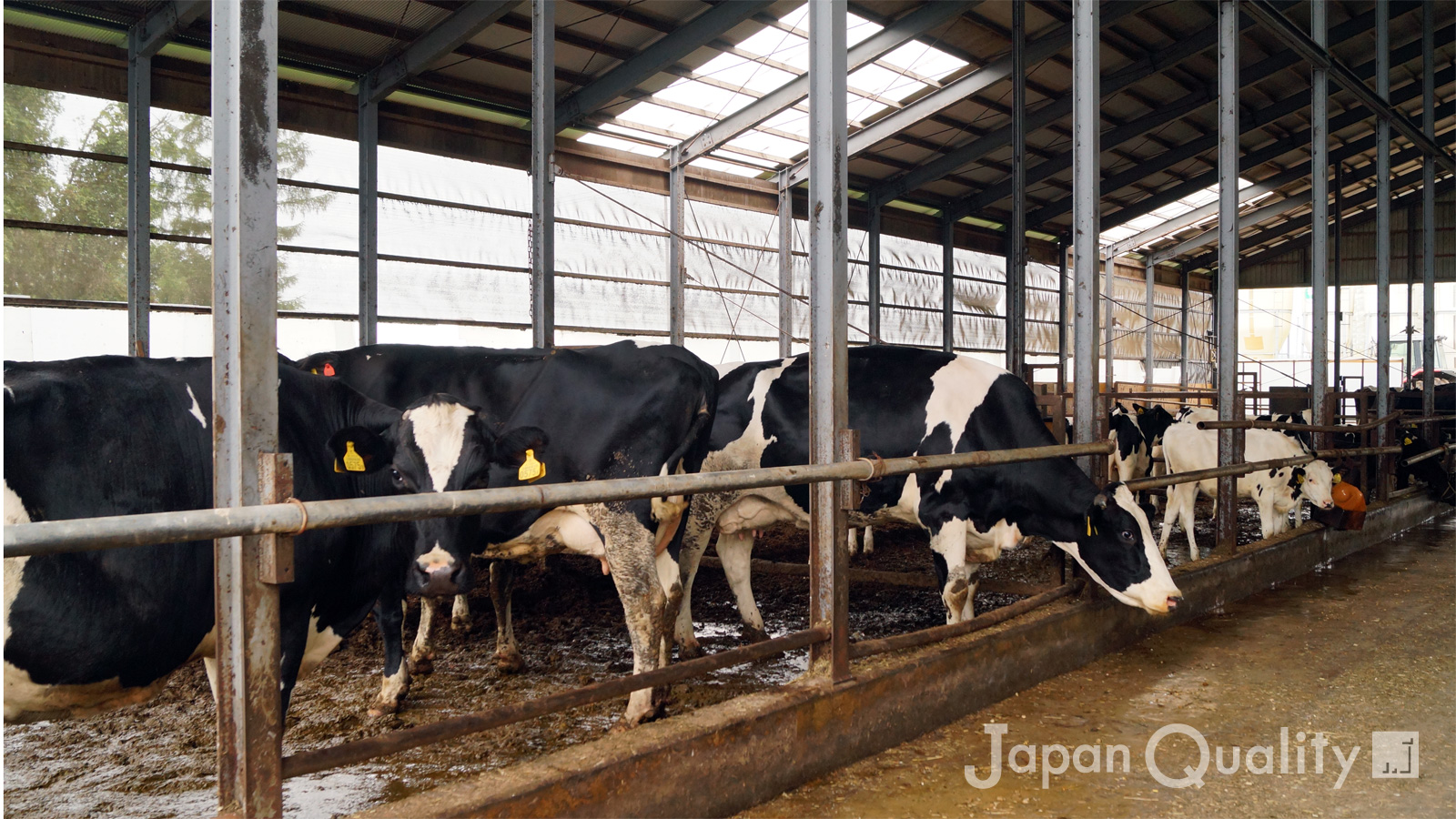 「ルーズバーン・フリーバーン牛舎（ぎゅうしゃ）｜ 室内で放し飼いに近い飼養ができる牛舎スタイル」のアイキャッチ画像