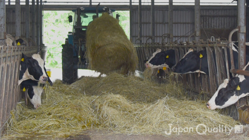 サイレージ｜ 植物を乳酸発酵させて作る牛さんの飼料