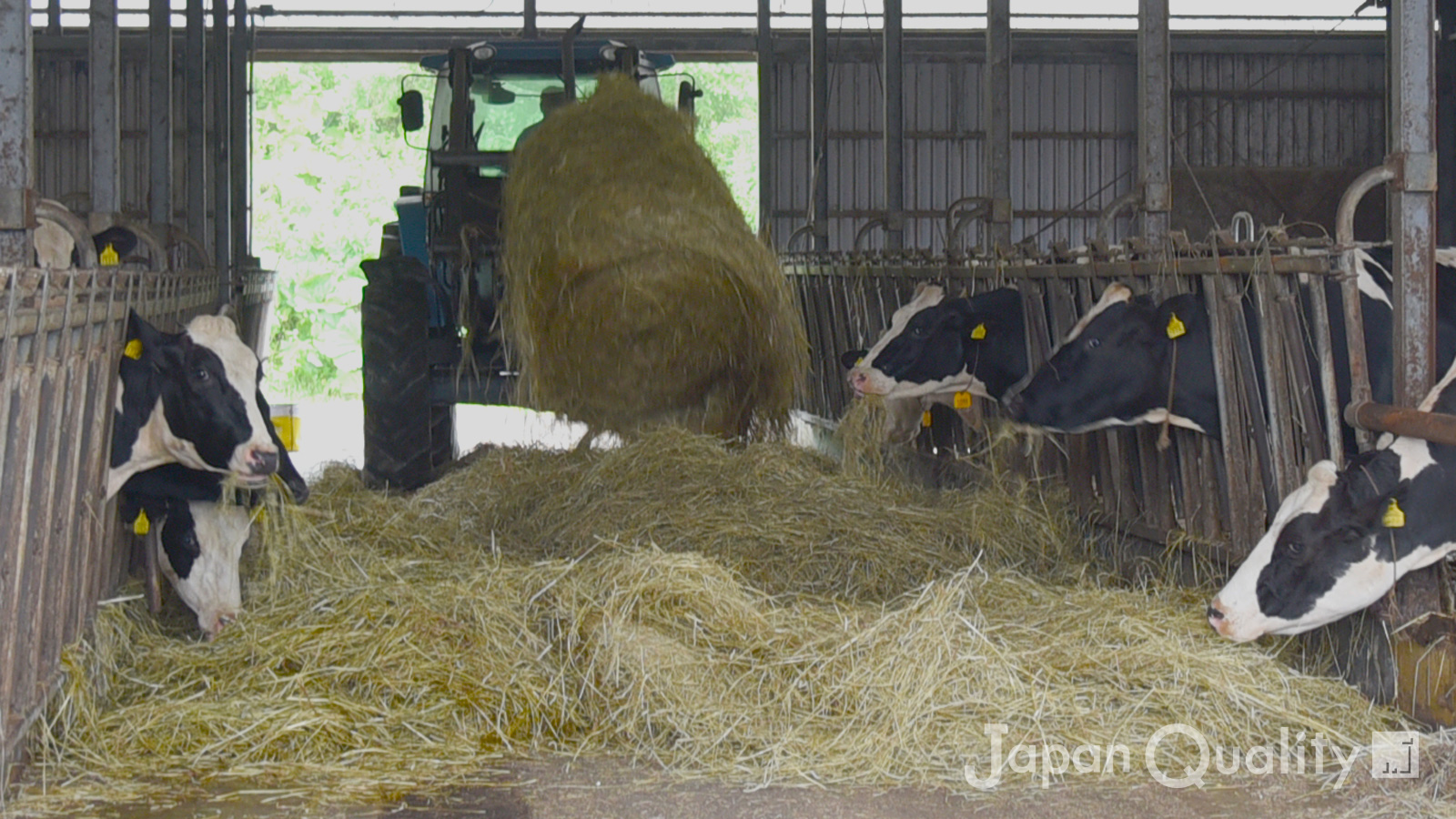 「サイレージ｜ 植物を乳酸発酵させて作る牛さんの飼料」のアイキャッチ画像