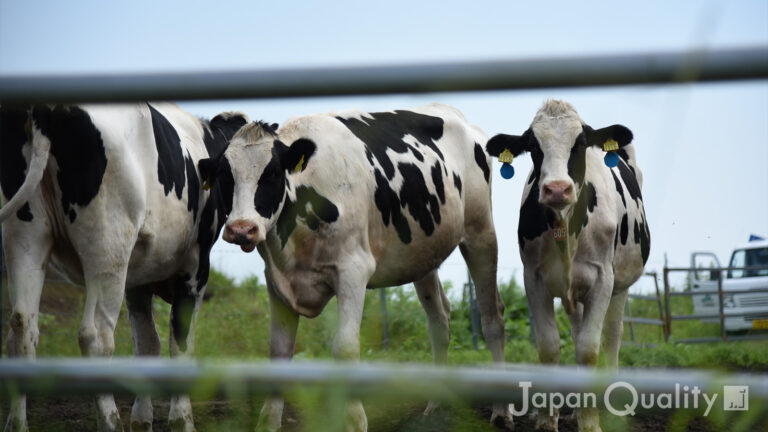 牛の気性と習性（きしょうとしゅうせい）｜ 穏やかで臆病だけど、逃げる者は追う