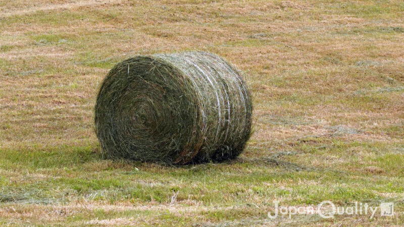 乾草（かんそう）｜ 牧草を乾燥させた牛さんのごはん