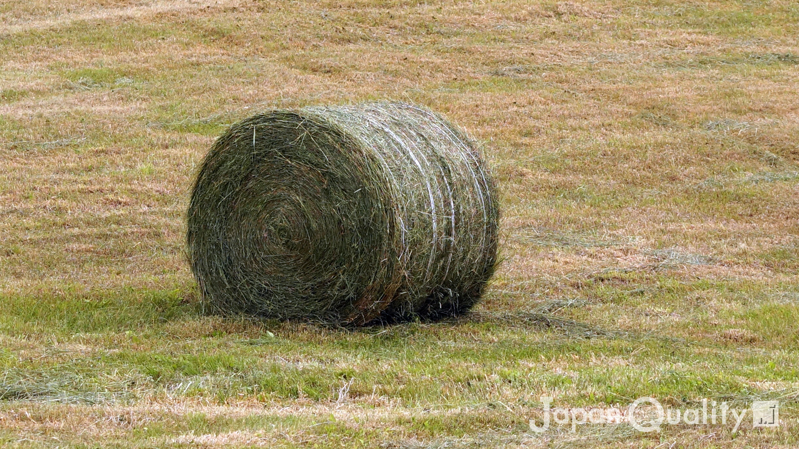 「乾草（かんそう）｜ 牧草を乾燥させた牛さんのごはん」のアイキャッチ画像