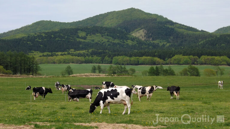 斑紋（はんもん）の決まり｜ 日本の牛の代表、ホルスタインの白黒模様にはルールがある