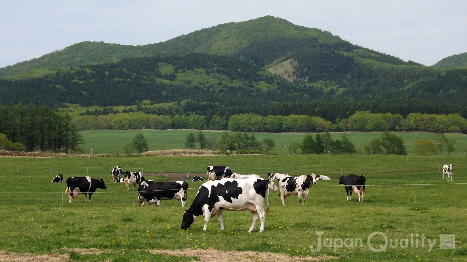 「斑紋（はんもん）の決まり｜ 日本の牛の代表、ホルスタインの白黒模様にはルールがある」のアイキャッチ画像