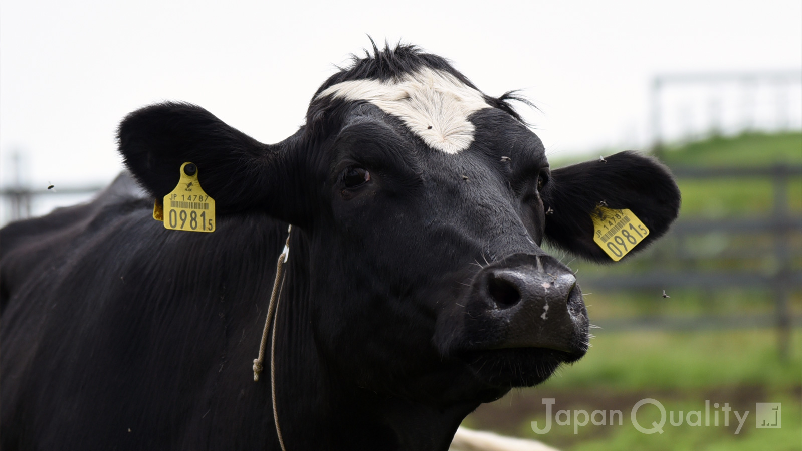 「耳標（じひょう）｜ 牛さんが両耳につけている黄色いタグ」のアイキャッチ画像