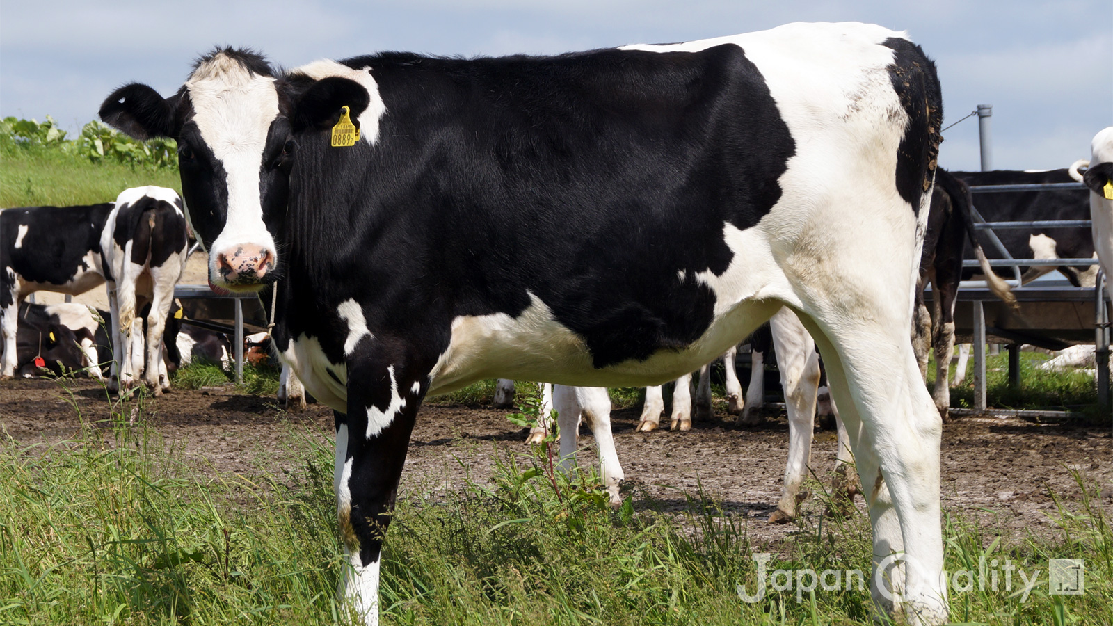 「初妊牛（しょにんぎゅう）｜おなかに仔牛がいる、初分娩よていの牛」のアイキャッチ画像