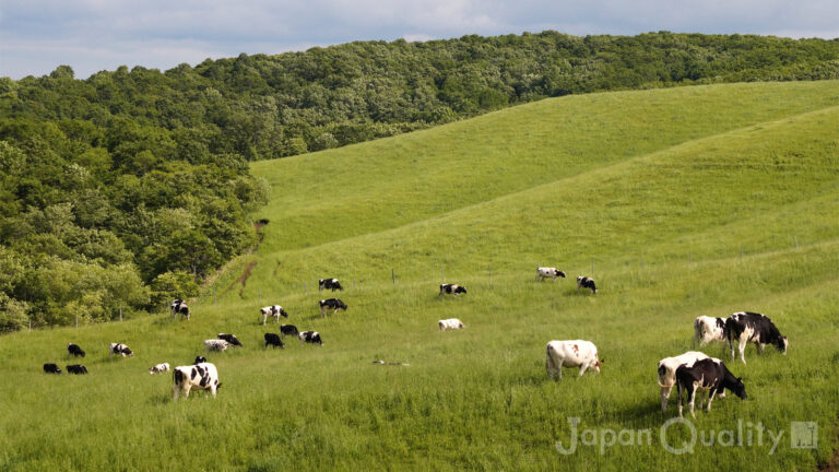 育成牧場（いくせいぼくじょう）｜ 酪農家から若牛を預かって、妊娠するまで育てる