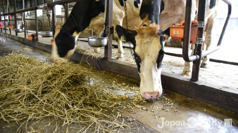 飼料設計者（しりょうせっけいしゃ）｜ 牛に必要な栄養量を計算し、飼料をプランニングする専門家もいる