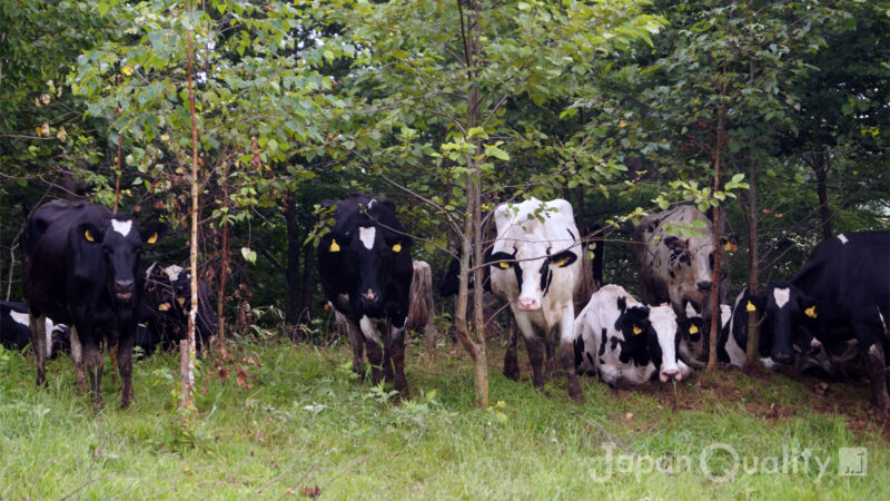 北海道で新規就農し17年。泣いた!　笑った!「牛と一緒に育ってきました」｜仕事に生きる