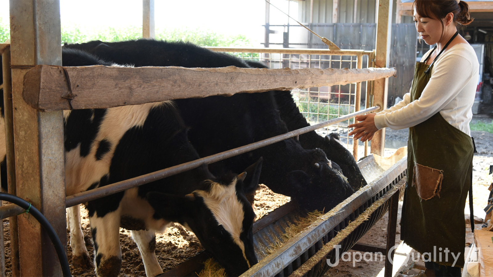 動物好きの友美さんが育てる牛たちは、みんな素直でおだやか