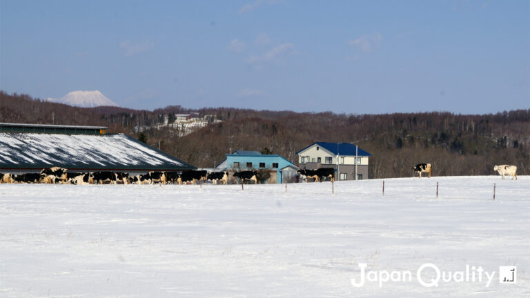 牛は寒さに強いけど、さすがに冬の放牧はめずらしい｜酪農のはなし