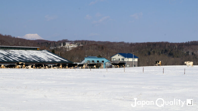 牛は寒さに強いけど、さすがに冬の放牧はめずらしい｜酪農のはなし