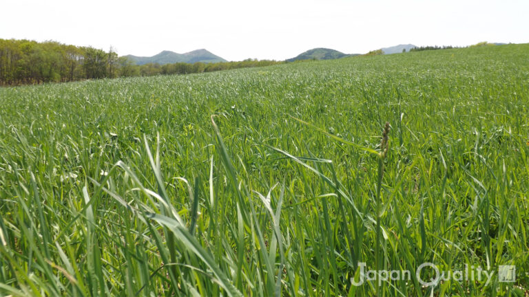 6～7月の長雨や豪雨が、日本各地の酪農家に与えた影響とは？｜酪農のはなし