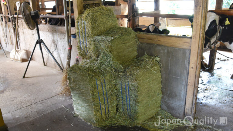 初夏の長雨のせいで自給牧草は栄養低下に？　全国で輸入牧草を買う動きも｜酪農のはなし