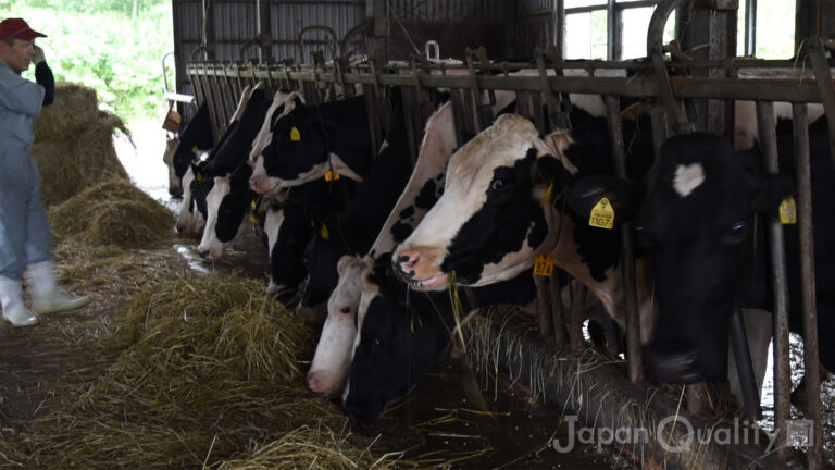 お母さん牛の大部屋生活には試練もある。そこで牧場がする工夫とは？｜酪農のはなし