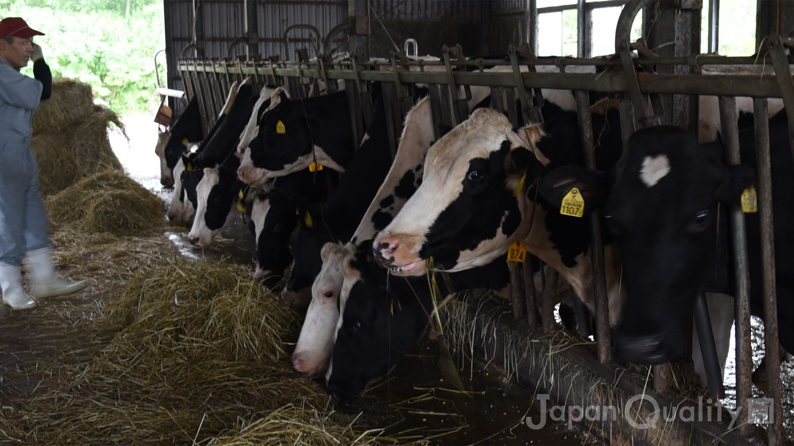 「お母さん牛の大部屋生活には試練もある。そこで牧場がする工夫とは？｜酪農のはなし」のアイキャッチ画像