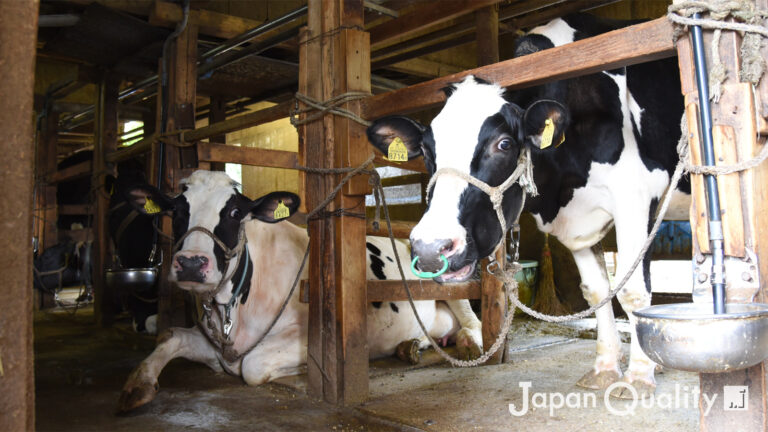 牛さんにも、負担なく診療を受けられる共済保険制度がある｜酪農のはなし