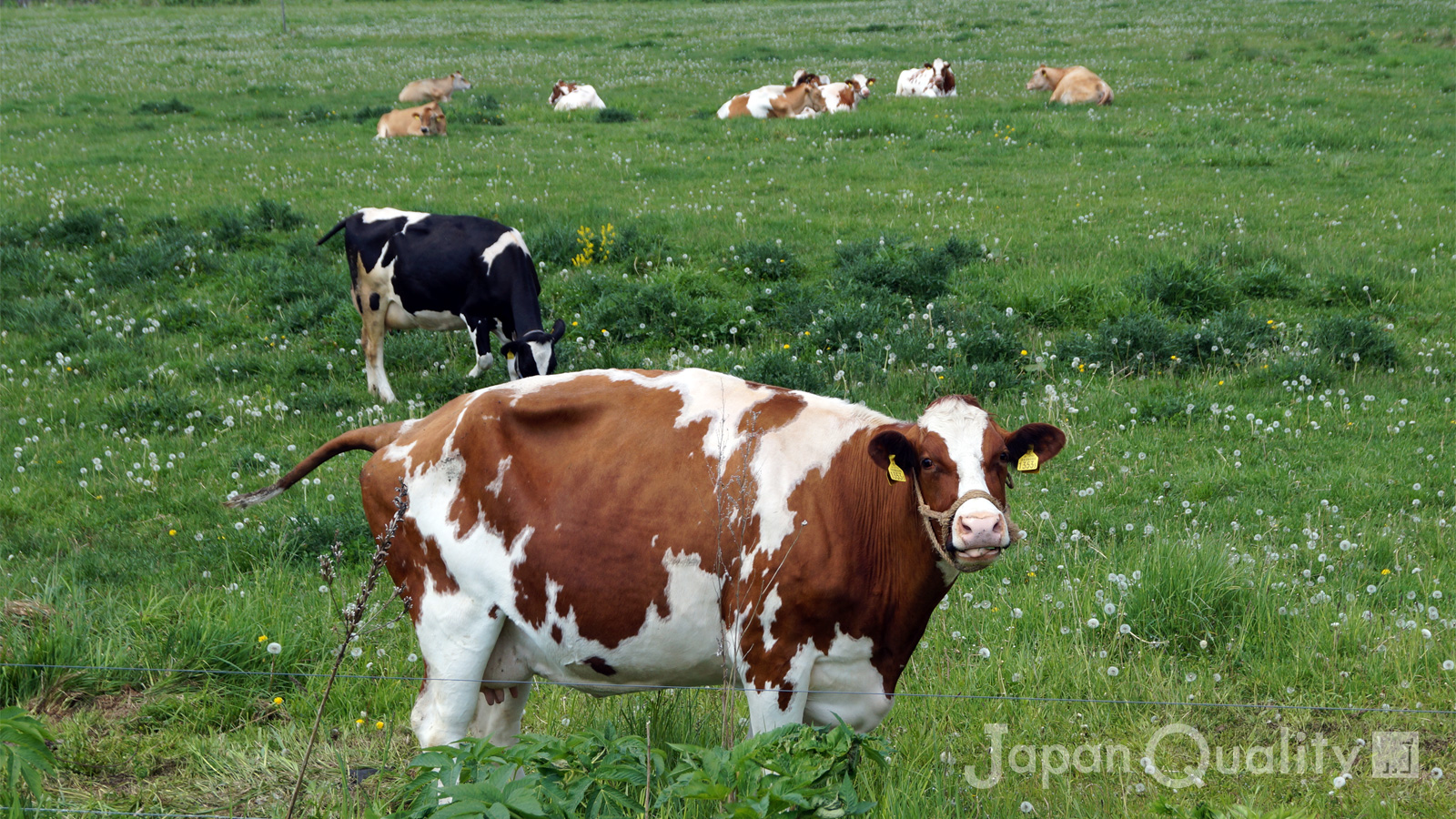 「乳牛の世界も少子化らしい。それで牛が高騰しているらしい。大丈夫か、牛乳！｜酪農のはなし」のアイキャッチ画像