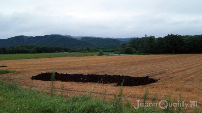 小麦を収穫したあとの麦わらは、牛さんのベッドになる｜酪農のはなし