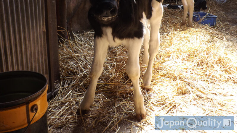 牛の足｜ 牛さんの足には二股の蹄（ひづめ）がある