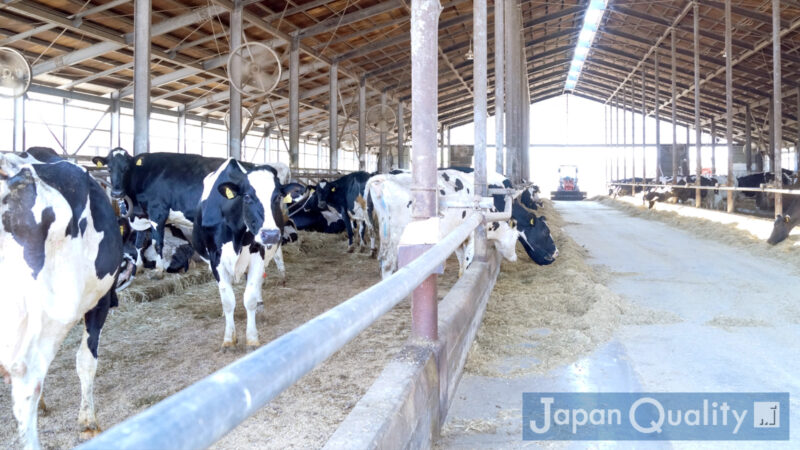 牛群（ぎゅうぐん）｜ グループに分けられた牛さんたちのお部屋