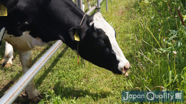 牛の嗅覚（きゅうかく）｜ 害のない草から自分の牛房まで、何でも嗅ぎ分ける