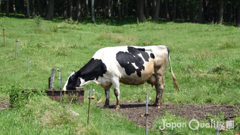 水槽（すいそう）｜ 牛舎内にも放牧地にも、たっぷり飲める牛の水飲み場がある